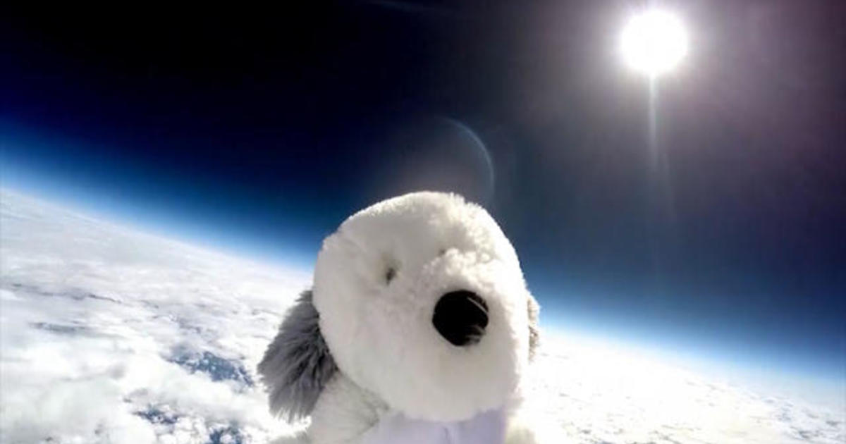 Space-traveling dog goes missing