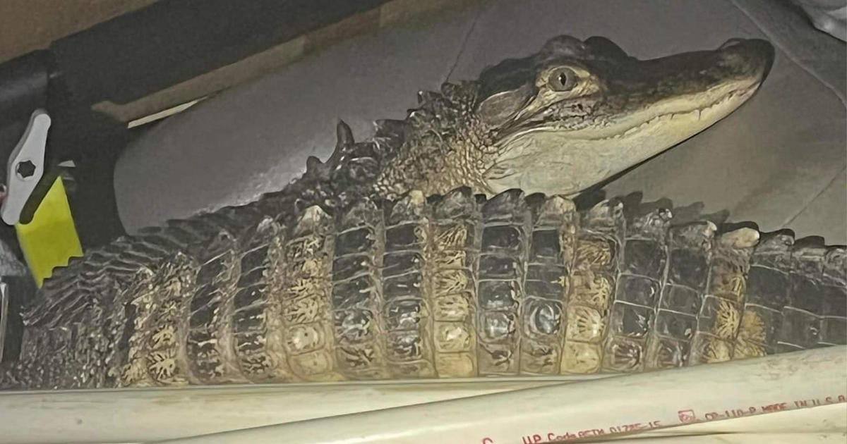 Alligator named Karen avoids charges after being involved in car chase