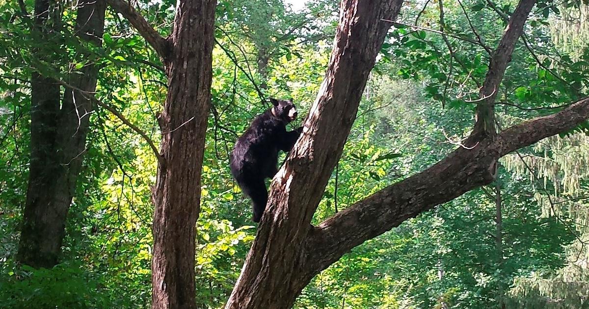 350-pound bear attacks 3-year-old and her mom at campsite