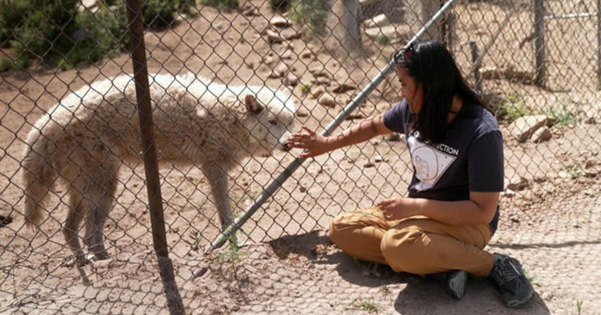 Wolf therapy helps teens learn forgiveness, acceptance and trust