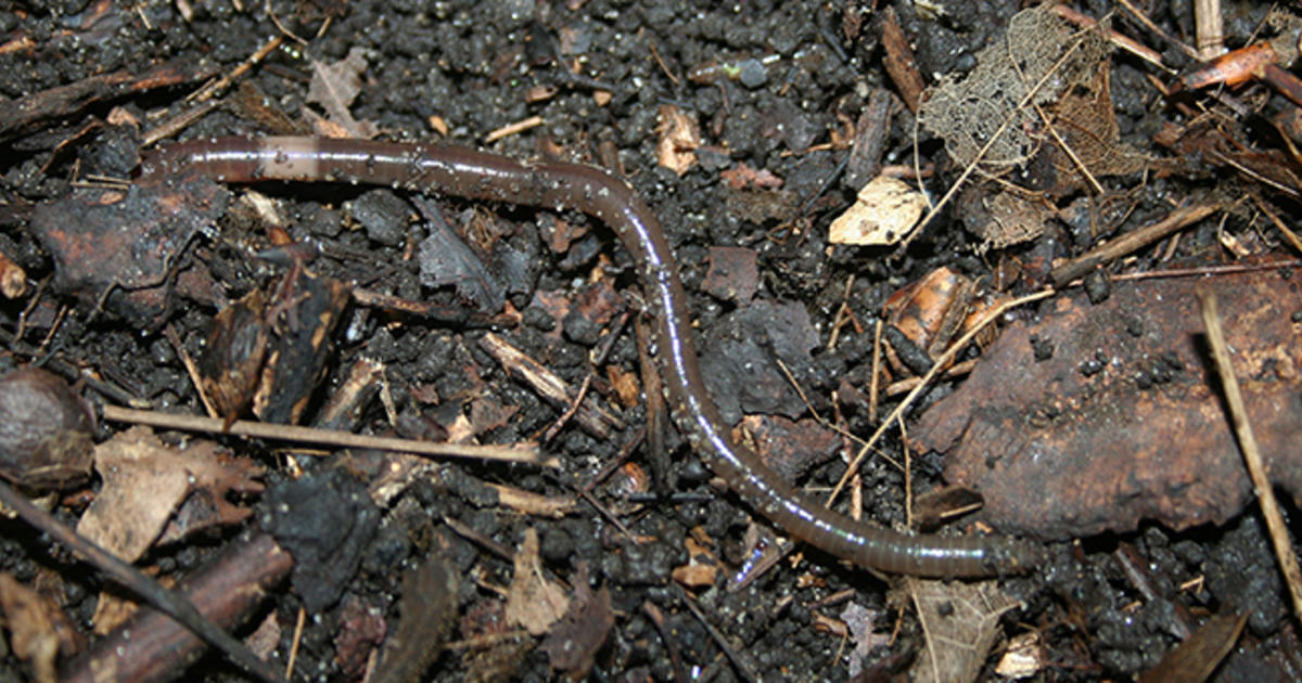 Invasive “jumping worms” threatening wildlife in dozens of states