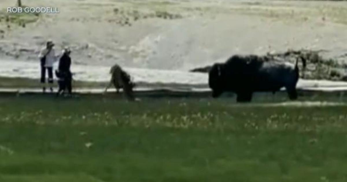 Bison attacks family in Yellowstone National Park