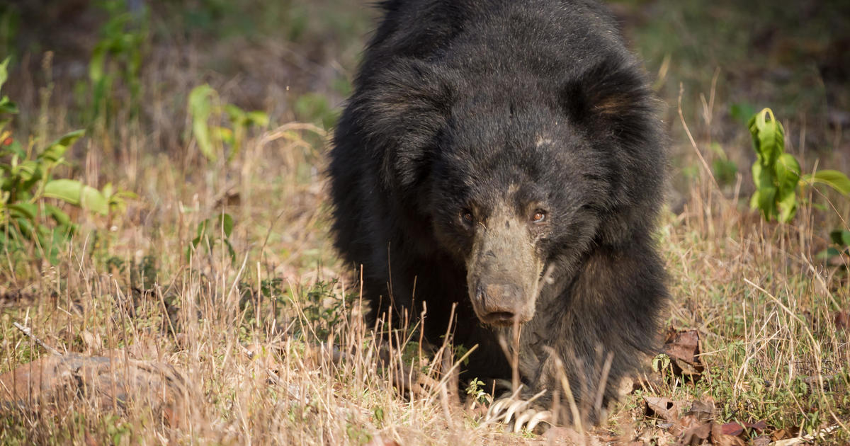 Sloth bear kills and eats couple in “very unusual” attack