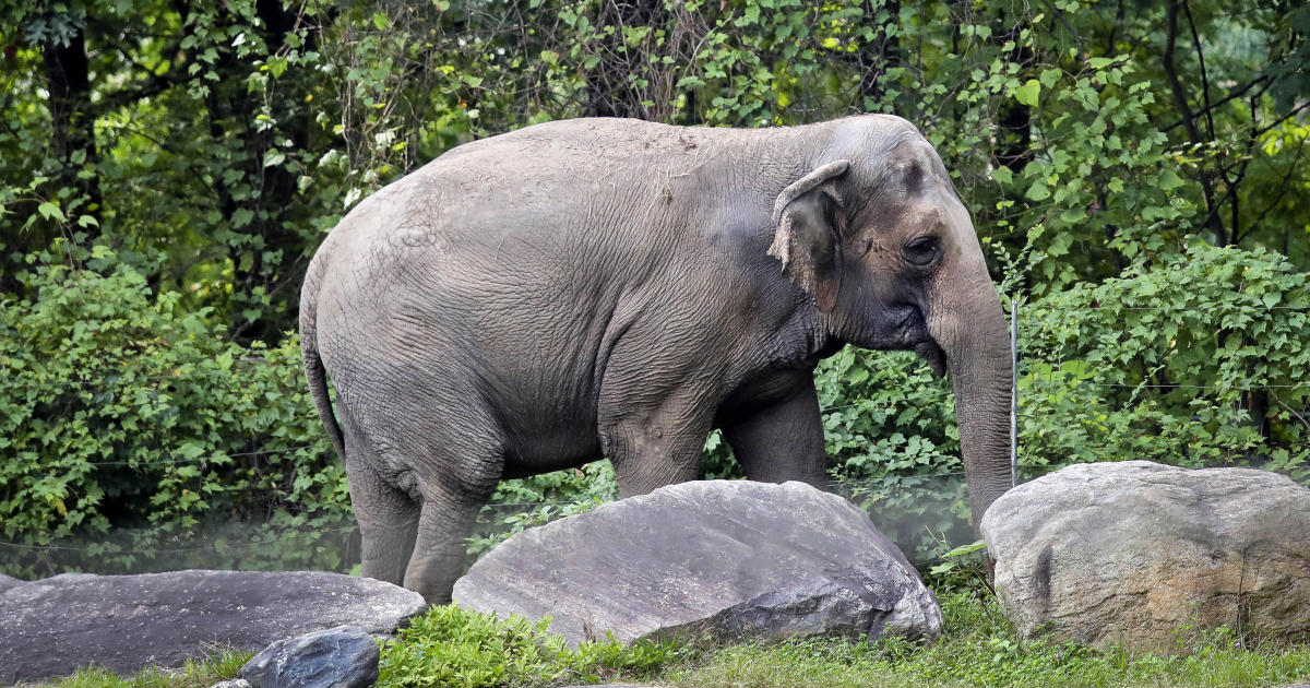 Bronx Zoo elephant named Happy isn’t a person, court rules