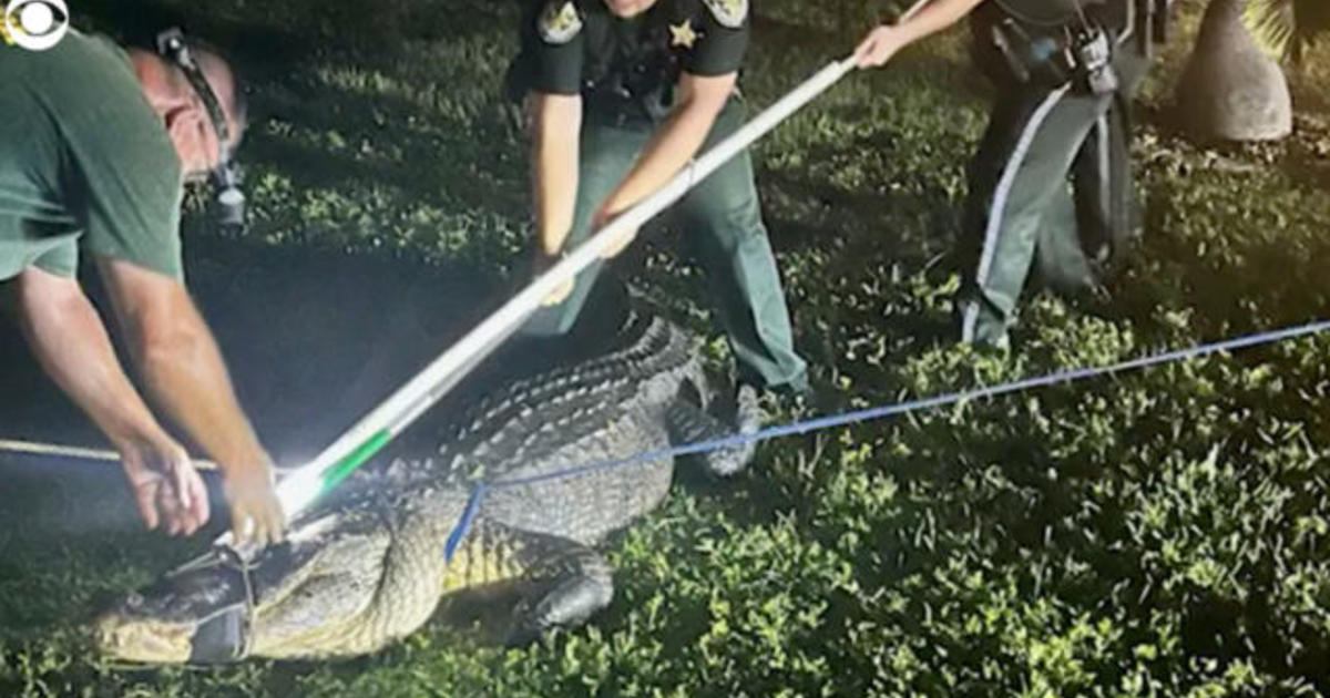 11-foot alligator roars as it’s removed from under vehicle in Florida