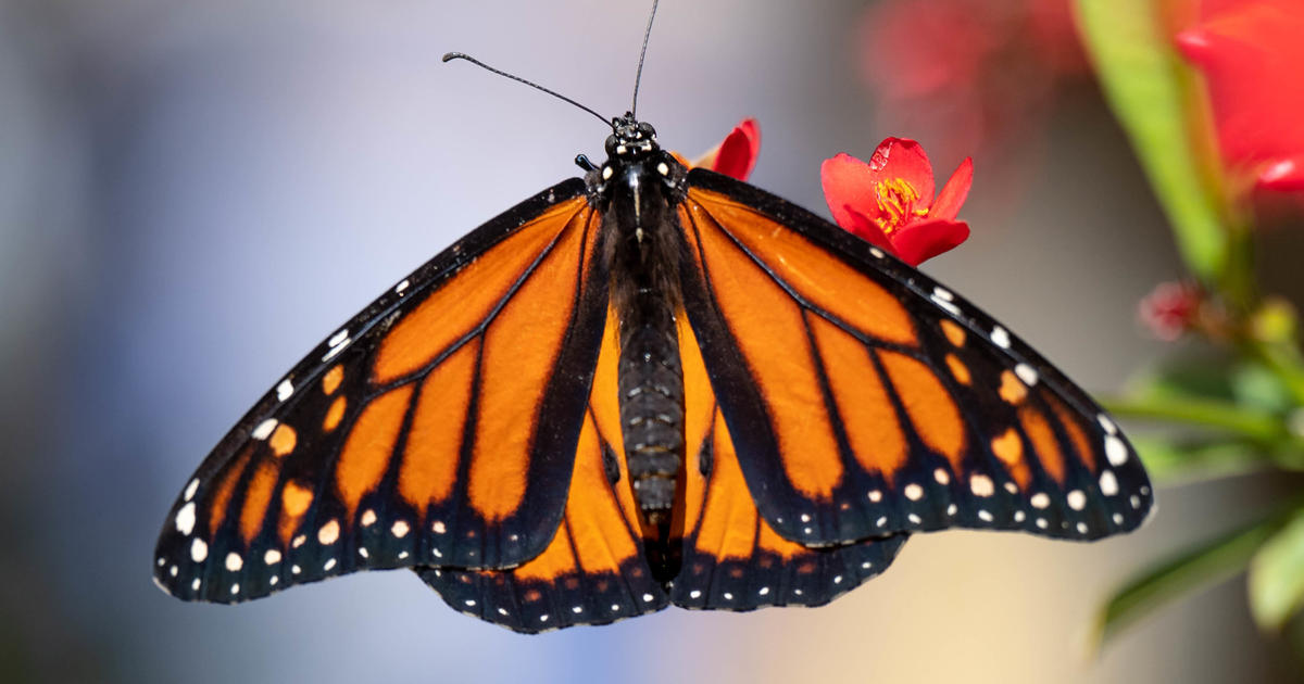 Monarch butterflies are now endangered