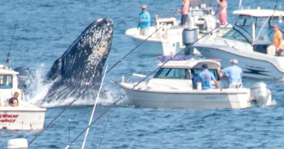 Breaching whale lands on fishing boat off coast of Massachusetts