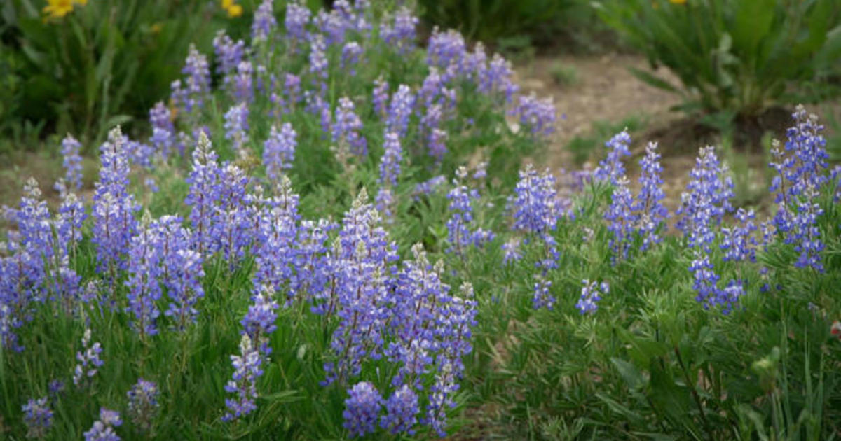 Going wild over wildflowers