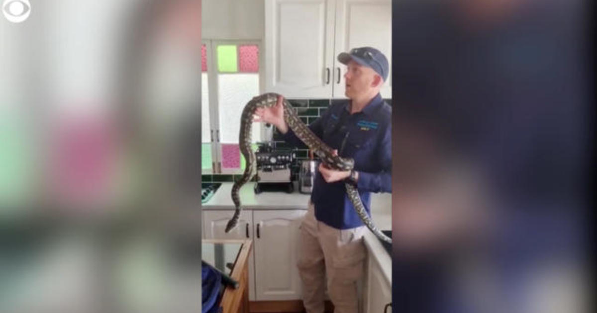 Catcher removes large python removed from Australia home