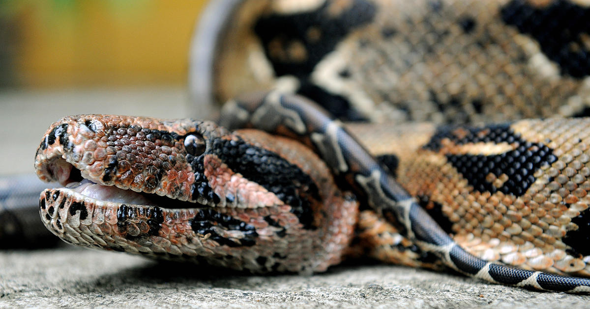 Man dies days after police tried to rescue him from boa constrictor