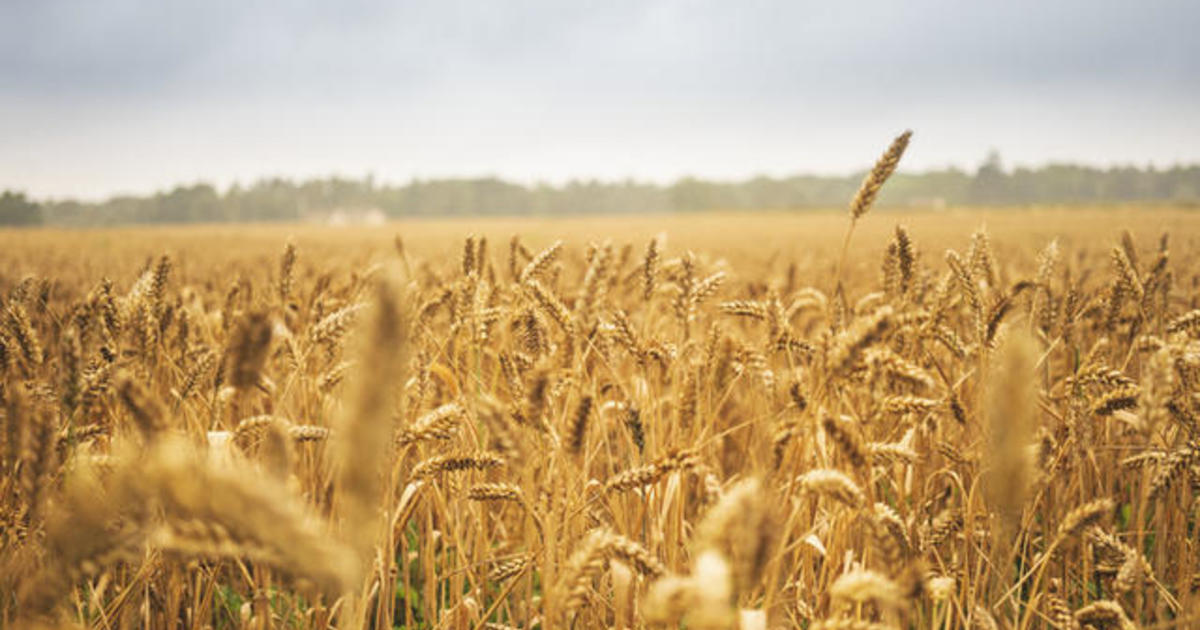 Ukraine and Russia sign grain export agreement