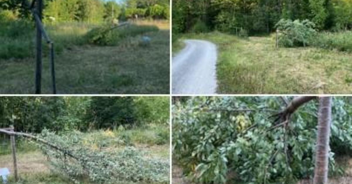 Trees dedicated to memory of Buchenwald victims chopped down