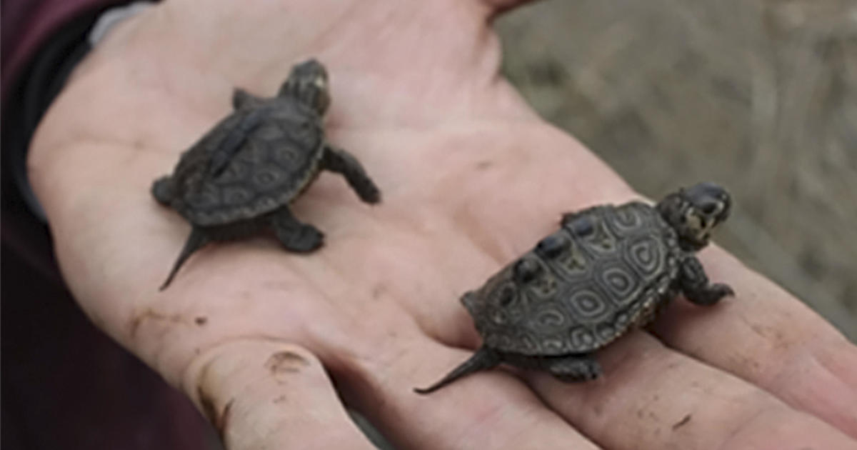 Salmonella outbreak linked to small turtles