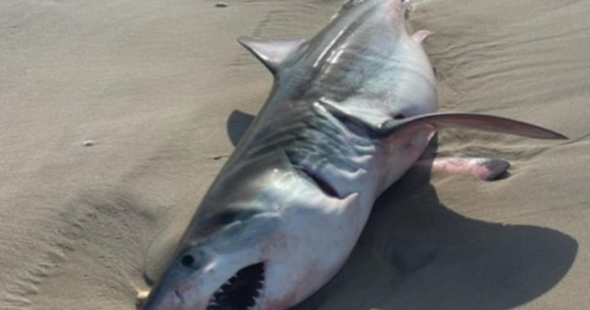 Dead great white shark washes up on Long Island beach