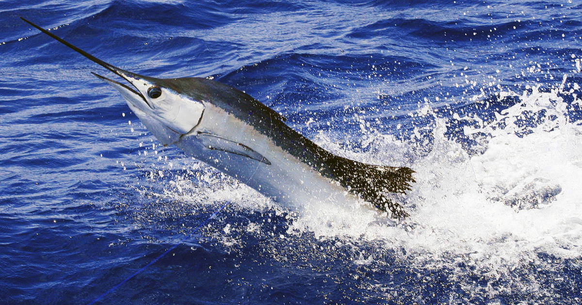 100-pound sailfish leaps out of water, stabs woman on boat