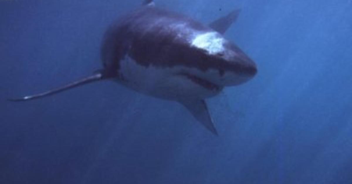 Man wounded in possible Long Island shark attack