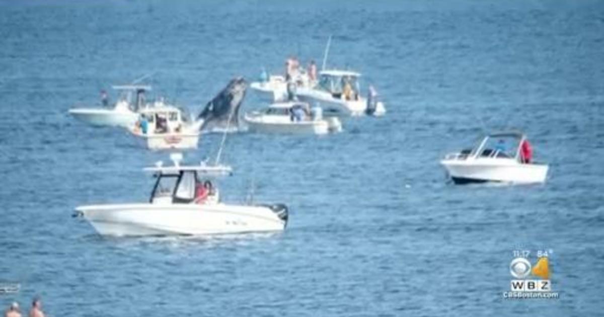 Breaching whale lands on fishing boat off Manomet Point in Plymouth