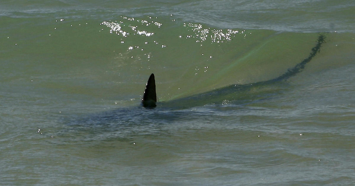 Girl seriously injured in shark attack at Florida beach