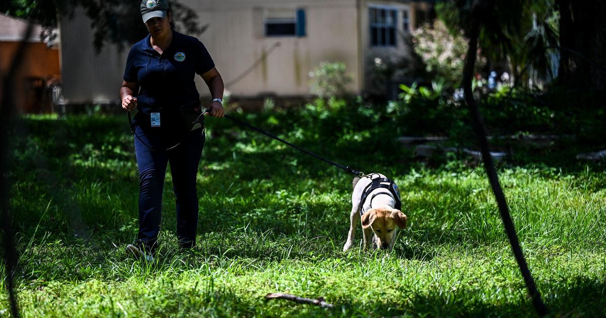 Florida races to catch invasive snails, with the help of sniffer dogs