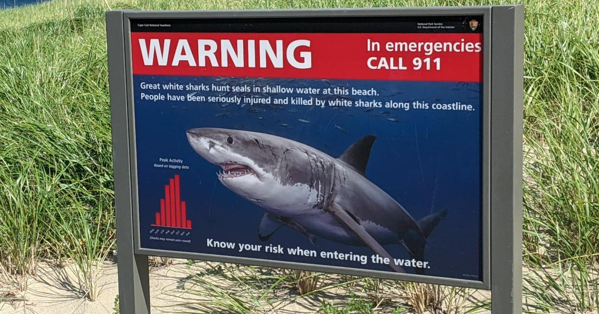 New York city closes beach for shark sightings — reports of shark attacks are up