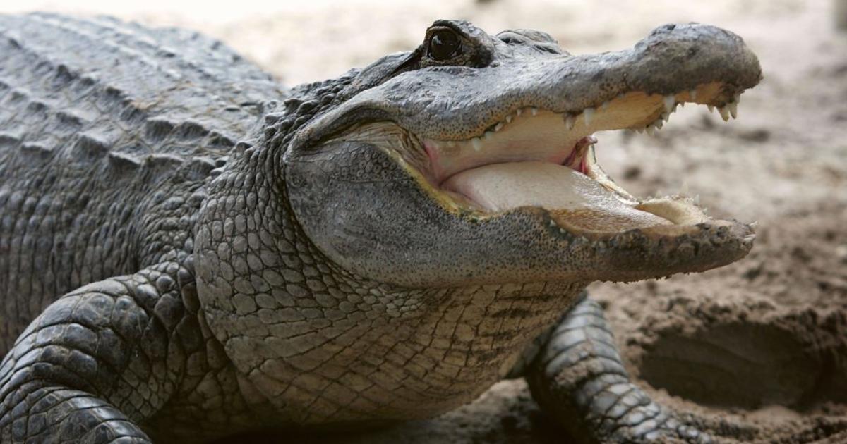 Woman killed in apparent alligator attack in South Carolina