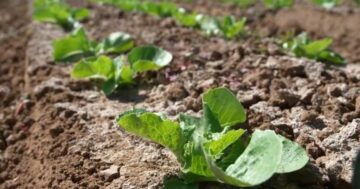 Farmers face tough decisions as federal government orders Arizona to cut water