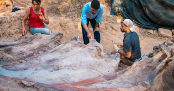 Skeleton of 82-foot-long dinosaur found in man's backyard in Portugal