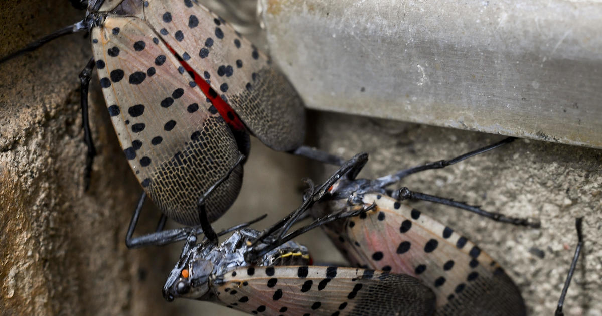 Spot a lanternfly at the beach? Officials say you should kill it.