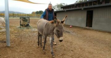 Former media exec who found new calling saving donkeys sees surge of adoptions, donations