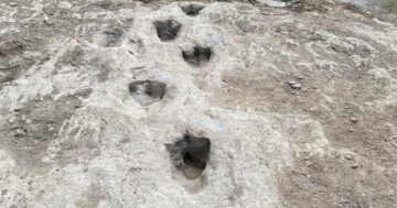 New dinosaur tracks uncovered in Texas after severe drought dries up river