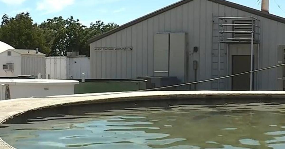 21,000 fish die in “catastrophic failure” at UC Davis