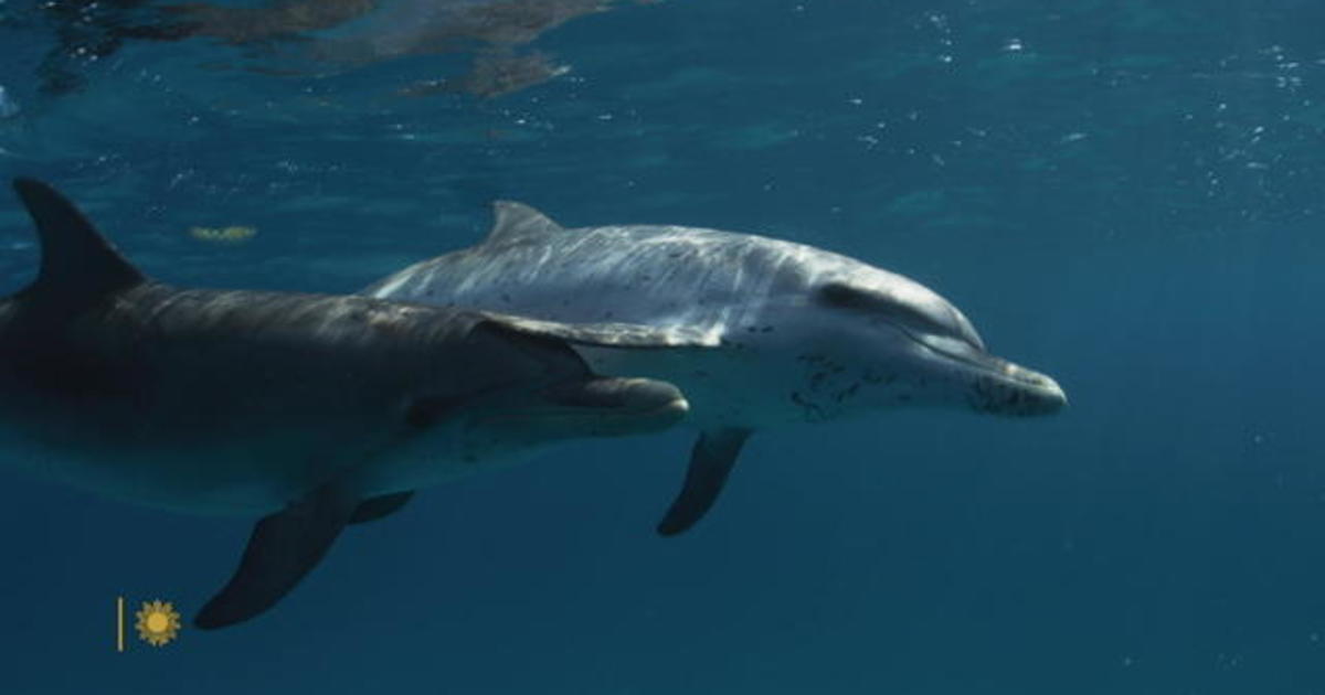 Nature: Spotted dolphins