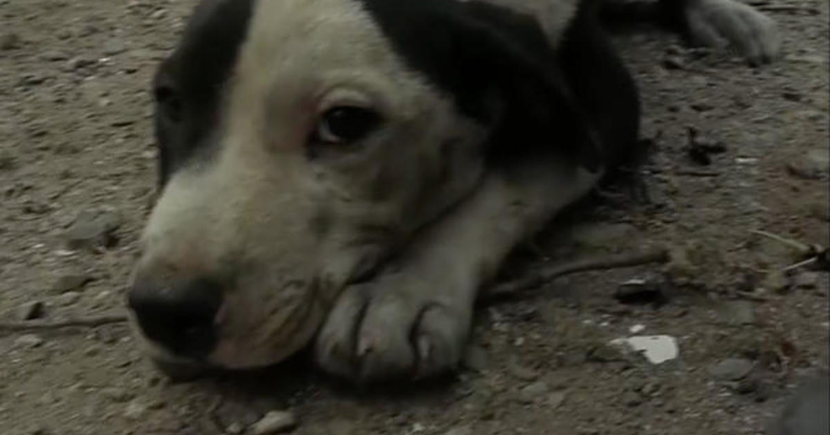 Photographer rescues puppy that emerged from burned California home