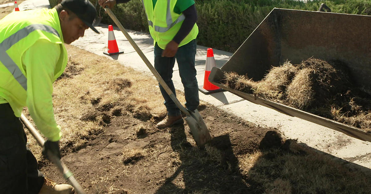 Due to climate change, Nevada says goodbye to grass