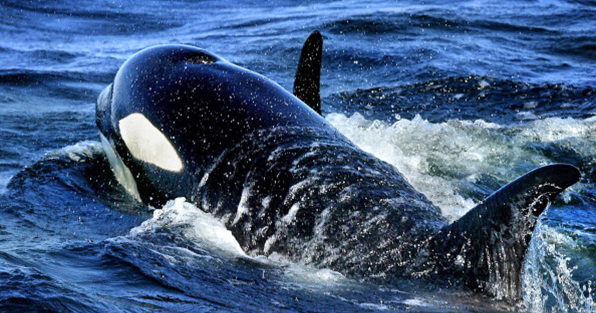 Ship spills huge amount of fuel near endangered orcas in Washington