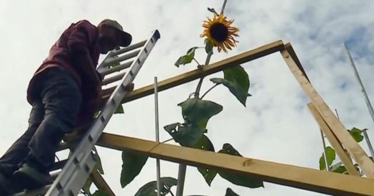 Ukrainian-American family in Indiana grows sunflowers as symbol of resistance