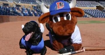 Dog collects discarded baseball bats for minor league team