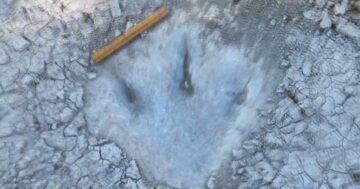 Dinosaur tracks discovered in dried-up Texas riverbed