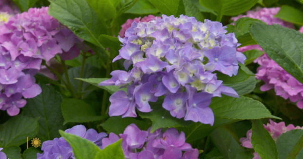 The magic of hydrangeas