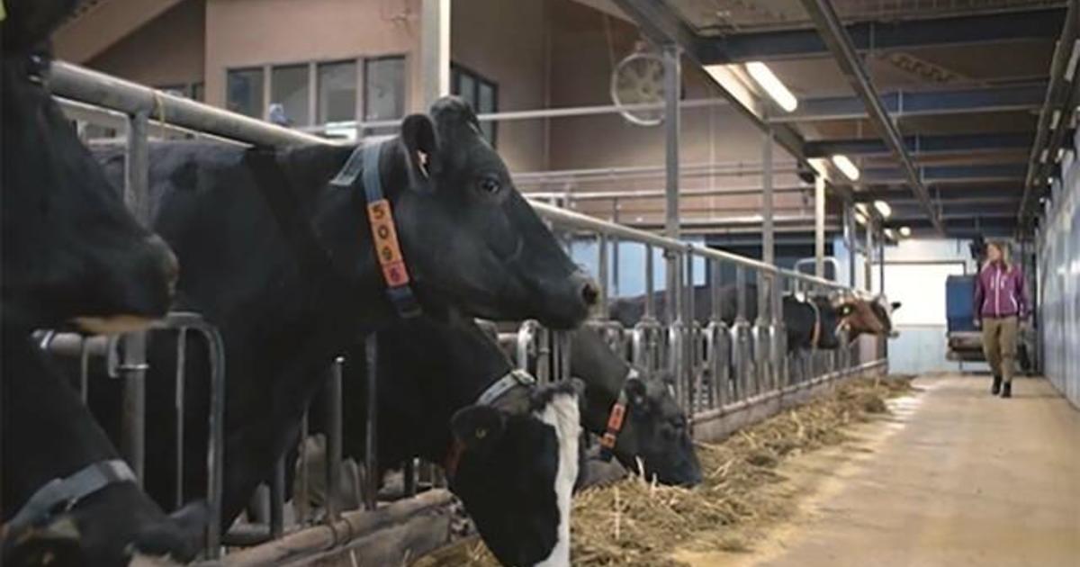 DeLaval: Streamlining dairy production solutions.