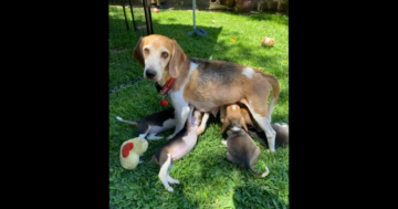 Prince Harry and Meghan adopt beagle rescued from breeding facility