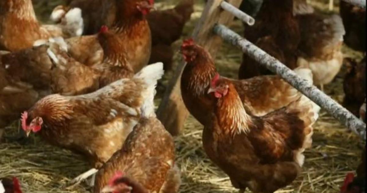 Bird flu outbreak ravages poultry farms across U.S.